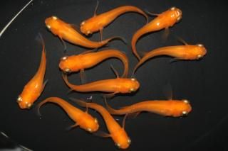 <img class='new_mark_img1' src='https://img.shop-pro.jp/img/new/icons1.gif' style='border:none;display:inline;margin:0px;padding:0px;width:auto;' />出目楊貴妃 【現物】 オス5匹メス5匹 サイズM〜L DN0318