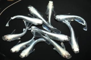 <img class='new_mark_img1' src='https://img.shop-pro.jp/img/new/icons1.gif' style='border:none;display:inline;margin:0px;padding:0px;width:auto;' />幹之ロングフィン 【現物】 オス5匹メス5匹 サイズM〜L DN0319