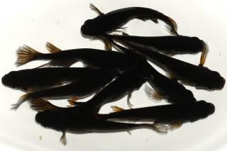 <img class='new_mark_img1' src='https://img.shop-pro.jp/img/new/icons1.gif' style='border:none;display:inline;margin:0px;padding:0px;width:auto;' />妲己の兄弟 【現物】 オス5匹メス5匹 サイズM〜L DN0320