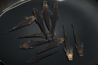 <img class='new_mark_img1' src='https://img.shop-pro.jp/img/new/icons1.gif' style='border:none;display:inline;margin:0px;padding:0px;width:auto;' />紗々 【現物】 オス5匹メス5匹 サイズM〜L DN0321