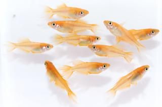 <img class='new_mark_img1' src='https://img.shop-pro.jp/img/new/icons1.gif' style='border:none;display:inline;margin:0px;padding:0px;width:auto;' />東天光スワローヒレ長(B体型) 【現物】 オス3匹メス7匹 サイズM〜L DN0322