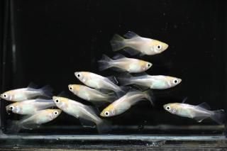 <img class='new_mark_img1' src='https://img.shop-pro.jp/img/new/icons1.gif' style='border:none;display:inline;margin:0px;padding:0px;width:auto;' />天女(ショート入り) 【現物】 オス5匹メス5匹 サイズM〜L DN0323