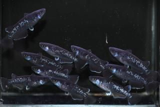 <img class='new_mark_img1' src='https://img.shop-pro.jp/img/new/icons1.gif' style='border:none;display:inline;margin:0px;padding:0px;width:auto;' />曜変天目 【現物】 オス5匹メス5匹 サイズM〜L DN0324