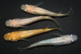 ピンクサファイアNEO×さくらF3 【現物】 オス2匹メス2匹 サイズM〜L DO2701