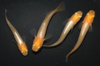 ̾2500ߡ ɱʤBη ڸʪۡ2ɤ᥹2ɤMLDO2702