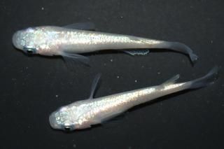 ̾10000ߡ ԥ󥯥եNEO ڸʪۡ1ɤ᥹1ɤMLDO2703