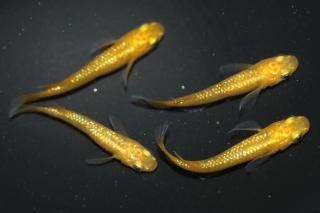 ̾4000ߡ 쥯ꥹ ڸʪۡ2ɤ᥹2ɤMLDO2704