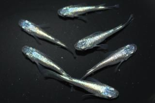 ネプチューン(ショート・半ダルマ) 【現物】 オス3匹メス3匹 サイズM〜L DO2705