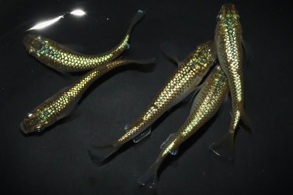 麦種子　ミカモゴールデン　20キロ 令和6年産 ビール大麦「ミカモゴールデン」 種子 : 種もみ専門店 の