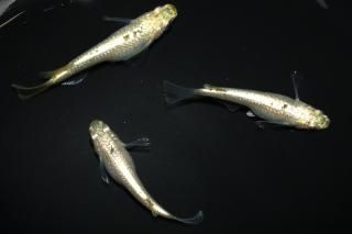 <img class='new_mark_img1' src='https://img.shop-pro.jp/img/new/icons1.gif' style='border:none;display:inline;margin:0px;padding:0px;width:auto;' />シルバーラメ 【現物】 オス1匹メス2匹 サイズM〜L DO2901