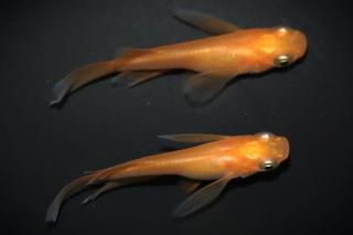 <img class='new_mark_img1' src='https://img.shop-pro.jp/img/new/icons1.gif' style='border:none;display:inline;margin:0px;padding:0px;width:auto;' />楊貴妃リアルロングフィン(ショート) 【現物】 オス1匹メス1匹 サイズM〜L DO2902