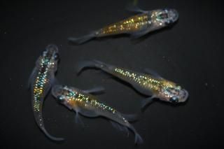 <img class='new_mark_img1' src='https://img.shop-pro.jp/img/new/icons1.gif' style='border:none;display:inline;margin:0px;padding:0px;width:auto;' />夜桜ダルマの兄弟 【現物】 オス2匹メス2匹 サイズM〜L DO2903