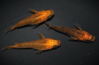 <img class='new_mark_img1' src='https://img.shop-pro.jp/img/new/icons1.gif' style='border:none;display:inline;margin:0px;padding:0px;width:auto;' />五式typeRダルマの兄弟 【現物】 オス1匹メス2匹 サイズM〜L DO2904