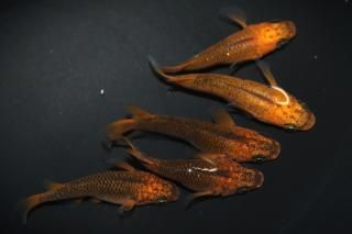 <img class='new_mark_img1' src='https://img.shop-pro.jp/img/new/icons1.gif' style='border:none;display:inline;margin:0px;padding:0px;width:auto;' />五式typeRダルマの兄弟 【現物】 オス2匹メス3匹 サイズM〜L DO2905