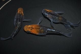 <img class='new_mark_img1' src='https://img.shop-pro.jp/img/new/icons1.gif' style='border:none;display:inline;margin:0px;padding:0px;width:auto;' />凜華ダルマの兄弟 【現物】 オス1匹メス2匹 サイズM〜L DO2906