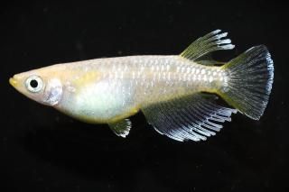 <img class='new_mark_img1' src='https://img.shop-pro.jp/img/new/icons1.gif' style='border:none;display:inline;margin:0px;padding:0px;width:auto;' />フロストイエロー 【現物】 オス1匹 サイズL DO2907