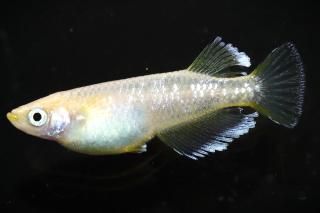 <img class='new_mark_img1' src='https://img.shop-pro.jp/img/new/icons1.gif' style='border:none;display:inline;margin:0px;padding:0px;width:auto;' />フロストイエロー 【現物】 オス1匹 サイズL DO2908