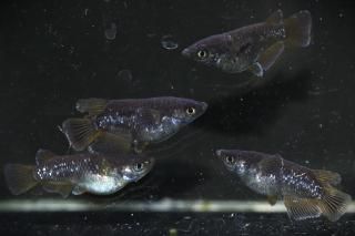 <img class='new_mark_img1' src='https://img.shop-pro.jp/img/new/icons1.gif' style='border:none;display:inline;margin:0px;padding:0px;width:auto;' />オランジェダルマ 【現物】 オス2匹メス2匹 サイズM DO2910