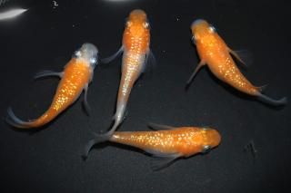 <img class='new_mark_img1' src='https://img.shop-pro.jp/img/new/icons1.gif' style='border:none;display:inline;margin:0px;padding:0px;width:auto;' />紅白ラメダルマの兄弟 【現物】 オス2匹メス2匹 サイズM DO3001