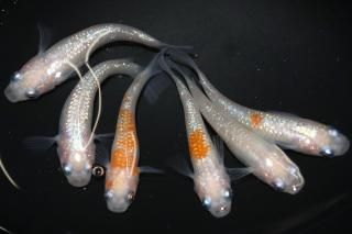 <img class='new_mark_img1' src='https://img.shop-pro.jp/img/new/icons1.gif' style='border:none;display:inline;margin:0px;padding:0px;width:auto;' />紅白ラメの兄弟 【現物】 オス3匹メス3匹 サイズL DO3002