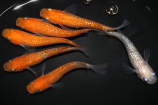 <img class='new_mark_img1' src='https://img.shop-pro.jp/img/new/icons1.gif' style='border:none;display:inline;margin:0px;padding:0px;width:auto;' />紅白ラメの兄弟 【現物】 オス3匹メス3匹 サイズL DO3003