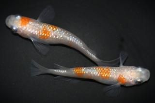 <img class='new_mark_img1' src='https://img.shop-pro.jp/img/new/icons1.gif' style='border:none;display:inline;margin:0px;padding:0px;width:auto;' />紅白ラメ 【現物】 オス1匹メス1匹 サイズL DO3004