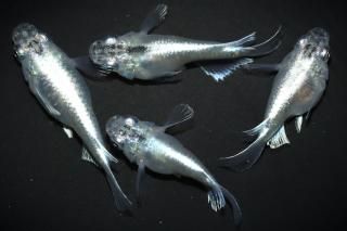 <img class='new_mark_img1' src='https://img.shop-pro.jp/img/new/icons1.gif' style='border:none;display:inline;margin:0px;padding:0px;width:auto;' />青幹之ダルマ 【現物】 オス2匹メス2匹 サイズM DO3005