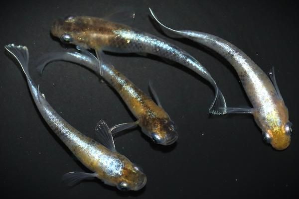 花魁 【現物】 オス1匹メス3匹 サイズM DO3006 - めだかの通販・販売