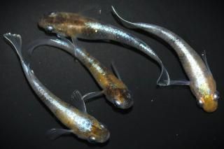 <img class='new_mark_img1' src='https://img.shop-pro.jp/img/new/icons1.gif' style='border:none;display:inline;margin:0px;padding:0px;width:auto;' />花魁 【現物】 オス1匹メス3匹 サイズM DO3006