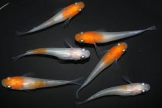 <img class='new_mark_img1' src='https://img.shop-pro.jp/img/new/icons1.gif' style='border:none;display:inline;margin:0px;padding:0px;width:auto;' />小町(兄弟入り) 【現物】 オス2匹メス4匹 サイズM DO3007