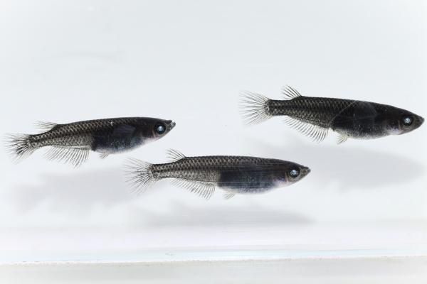 紗々×和墨透明鱗アースアイF1 【現物】 オス1匹メス2匹 サイズM～L