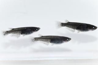 <img class='new_mark_img1' src='https://img.shop-pro.jp/img/new/icons1.gif' style='border:none;display:inline;margin:0px;padding:0px;width:auto;' />紗々×和墨透明鱗アースアイF1 【現物】 オス1匹メス2匹 サイズM〜L DO3008