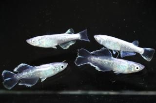 <img class='new_mark_img1' src='https://img.shop-pro.jp/img/new/icons1.gif' style='border:none;display:inline;margin:0px;padding:0px;width:auto;' />モルフォ桔梗×ミラージュグロウヒレ長F2 【現物】 オス2匹メス2匹 サイズM〜L DO3009