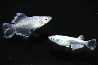 <img class='new_mark_img1' src='https://img.shop-pro.jp/img/new/icons1.gif' style='border:none;display:inline;margin:0px;padding:0px;width:auto;' />モルフォ桔梗×ミラージュグロウヒレ長F2 【現物】 オス1匹メス1匹 サイズM〜L DO3010