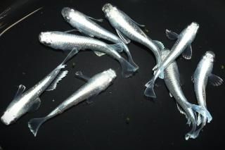 <img class='new_mark_img1' src='https://img.shop-pro.jp/img/new/icons1.gif' style='border:none;display:inline;margin:0px;padding:0px;width:auto;' />青幹之 【現物】 オス4匹メス4匹 サイズM〜L DO3101