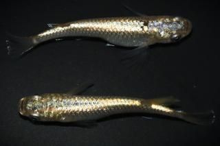 <img class='new_mark_img1' src='https://img.shop-pro.jp/img/new/icons1.gif' style='border:none;display:inline;margin:0px;padding:0px;width:auto;' />琥珀ラメ 【現物】 オス1匹メス1匹 サイズM DO3103