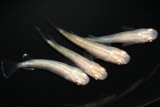 <img class='new_mark_img1' src='https://img.shop-pro.jp/img/new/icons1.gif' style='border:none;display:inline;margin:0px;padding:0px;width:auto;' />トロピカルサンセット 【現物】 オス2匹メス2匹 サイズM〜L DO3104