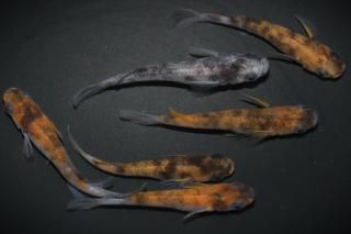 <img class='new_mark_img1' src='https://img.shop-pro.jp/img/new/icons1.gif' style='border:none;display:inline;margin:0px;padding:0px;width:auto;' />和墨三色の兄弟 【現物】 オス2匹メス4匹 サイズM〜L DO3105