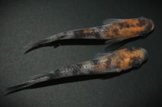 <img class='new_mark_img1' src='https://img.shop-pro.jp/img/new/icons1.gif' style='border:none;display:inline;margin:0px;padding:0px;width:auto;' />和墨三色 【現物】 オス1匹メス1匹 サイズM〜L DO3106