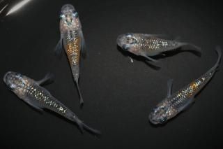 <img class='new_mark_img1' src='https://img.shop-pro.jp/img/new/icons1.gif' style='border:none;display:inline;margin:0px;padding:0px;width:auto;' />柿色夜桜ダルマの兄弟 【現物】 オス2匹メス2匹 サイズM〜L DO3107