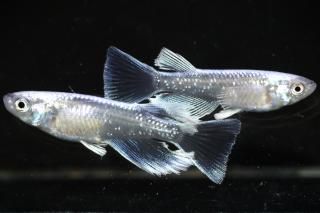 <img class='new_mark_img1' src='https://img.shop-pro.jp/img/new/icons1.gif' style='border:none;display:inline;margin:0px;padding:0px;width:auto;' />青幹之リアルロングフィン 【現物】 オス1匹メス1匹 サイズM〜L DO3108