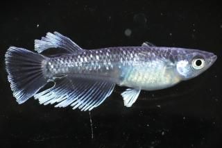 <img class='new_mark_img1' src='https://img.shop-pro.jp/img/new/icons1.gif' style='border:none;display:inline;margin:0px;padding:0px;width:auto;' />豪鬼 【現物】 オス1匹メス1匹 サイズM〜L DO3109