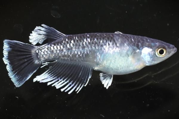 博多ちぇすめだか 豪鬼 【現物】 オス1匹メス1匹 サイズM～L DO3110 - めだかの