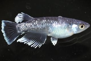 <img class='new_mark_img1' src='https://img.shop-pro.jp/img/new/icons1.gif' style='border:none;display:inline;margin:0px;padding:0px;width:auto;' />豪鬼 【現物】 オス1匹メス1匹 サイズM〜L DO3110