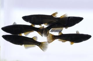   ڸʪۡ2ɤ᥹3ɤMLDN0401