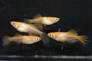  ŷҥĹ ڸʪۡ2ɤ᥹2ɤMLDN0402