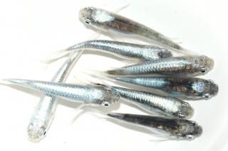  ή夦γʷ ڸʪۡ3ɤ᥹5ɤMLDN0405