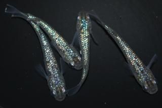  ¹ᴴǷե ڸʪۡ2ɤ᥹2ɤMLDN0406