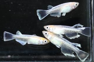  ޥꥢ ڸʪۡ2ɤ᥹2ɤMLDN0408