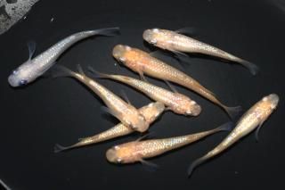  ԥ󥯥եNEOߤF3 ڸʪۡ4ɤ᥹4ɤMLDN0410